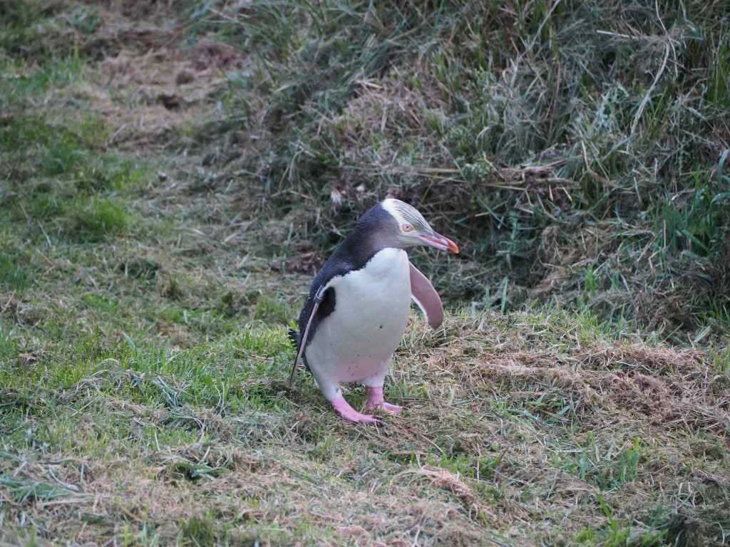 A penguin walks right in front of our hide