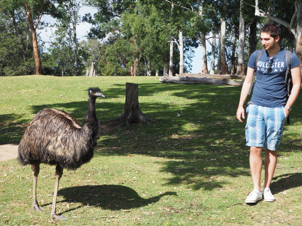 Hanging out with the free-to-range emus at Lone Pine