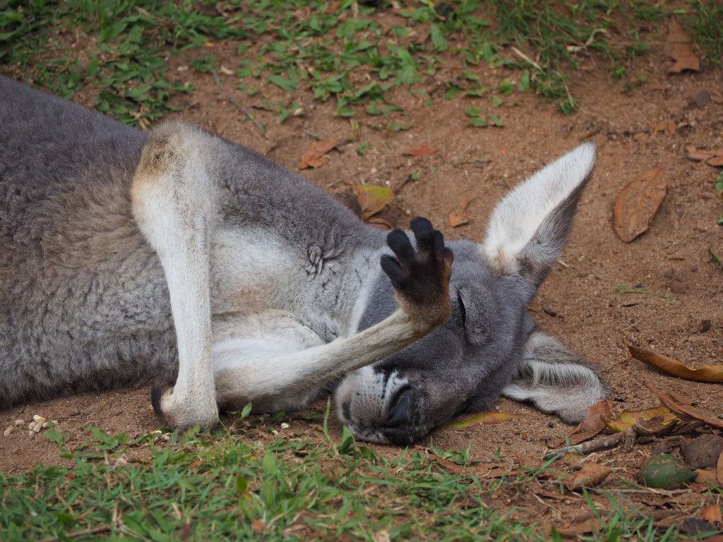 There were more adorable kangaroos at Australia Zoo