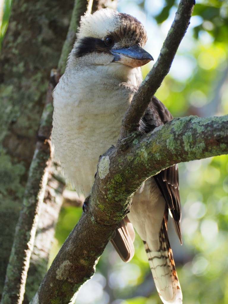 Kookaburra in the old gum tree (might have been a different tree)