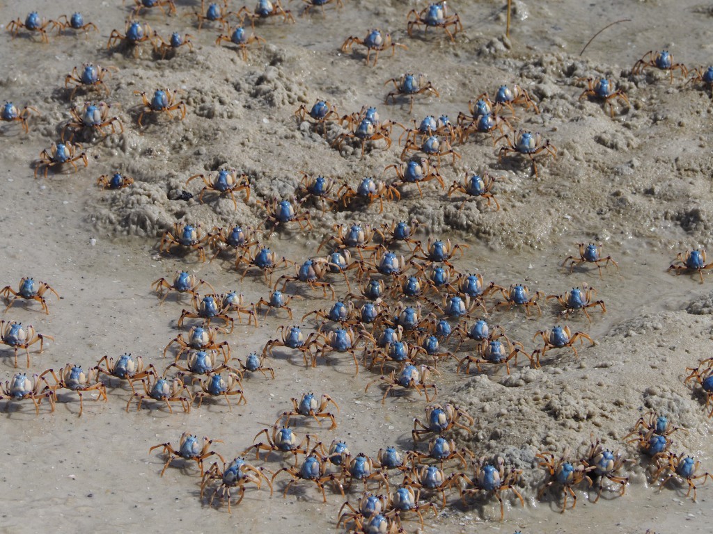 A small snapshot of the swarms of beautiful blue crabs on Whitehaven beach