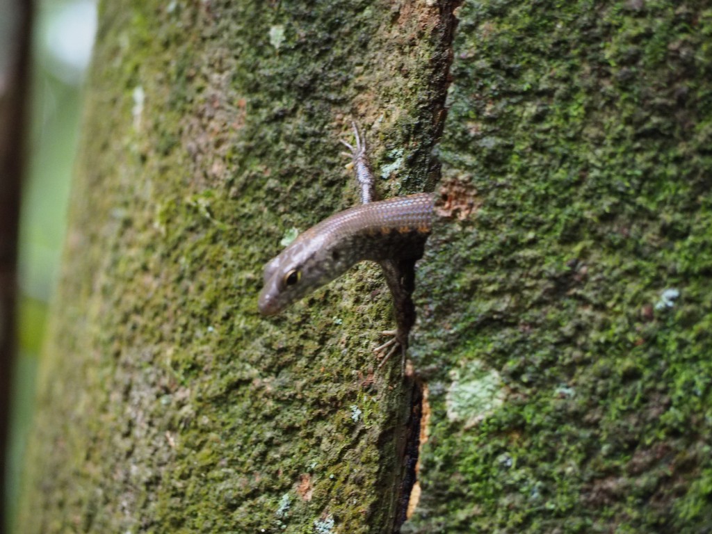 A lizard pokes his head out of a tree to say hello/go away in Malanda Forest