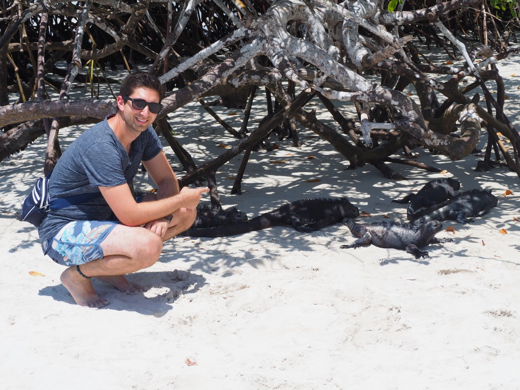 Our first spotting of marine iguanas lazing about at Tortuga Bay