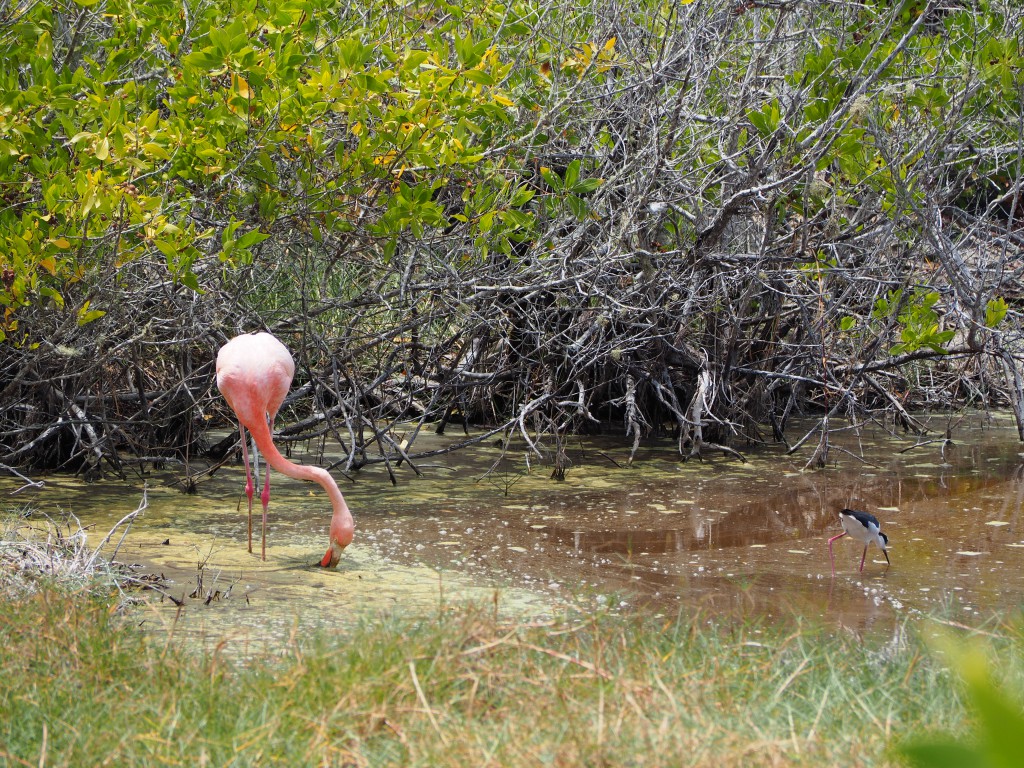 A flamingo slurping away in the water at Poza Baltazar