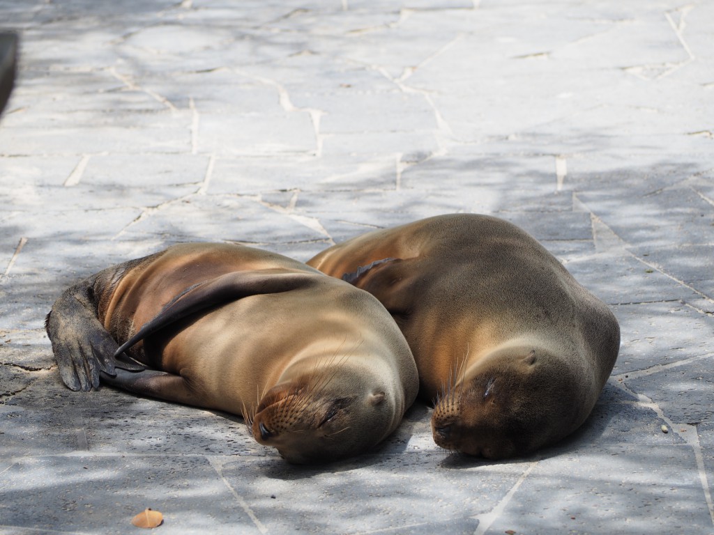 Spooning sea lions