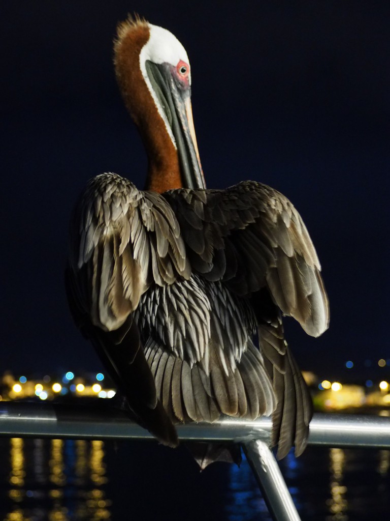 We spent our first evening on the boat chilling out with this big beautiful pelican who decided to perch on the railings of the deck