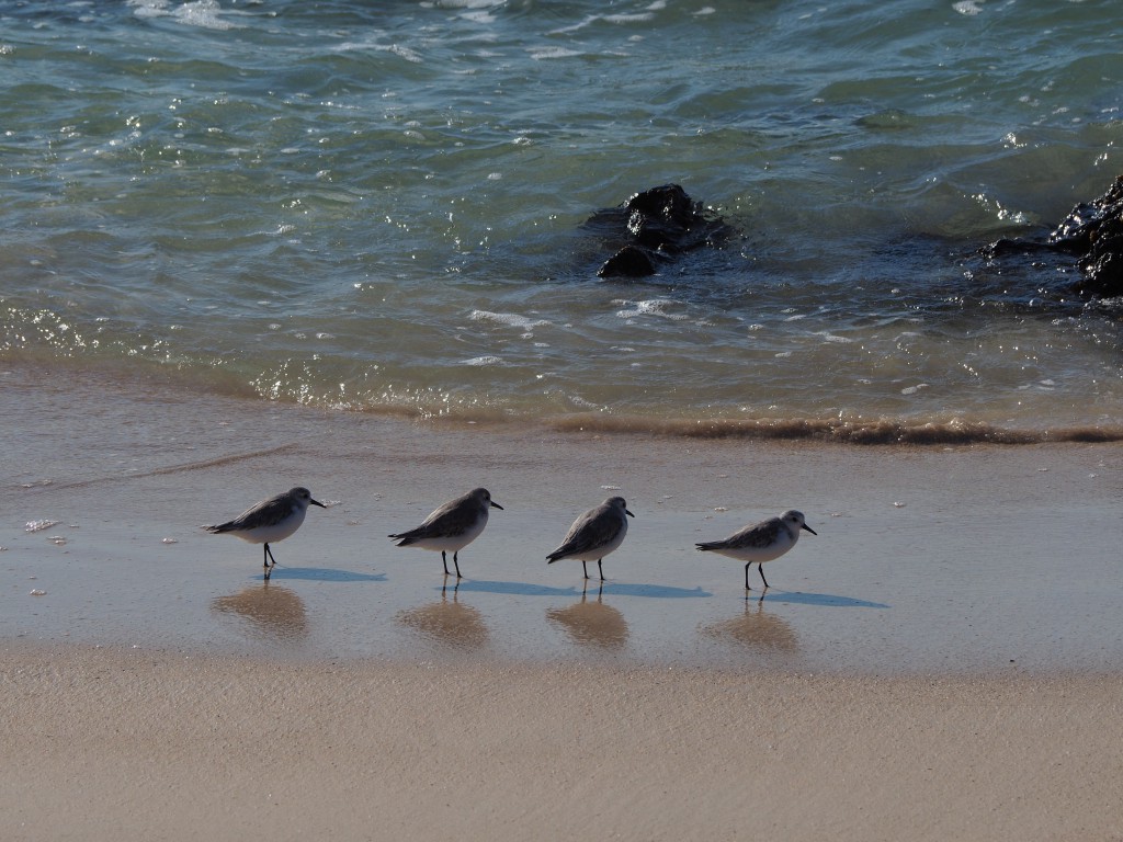 Bird quartet