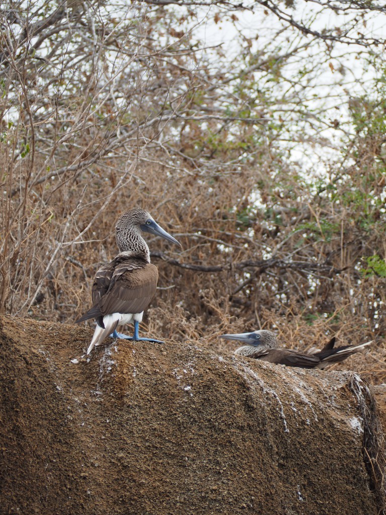 Magnificent blue-footed boobies