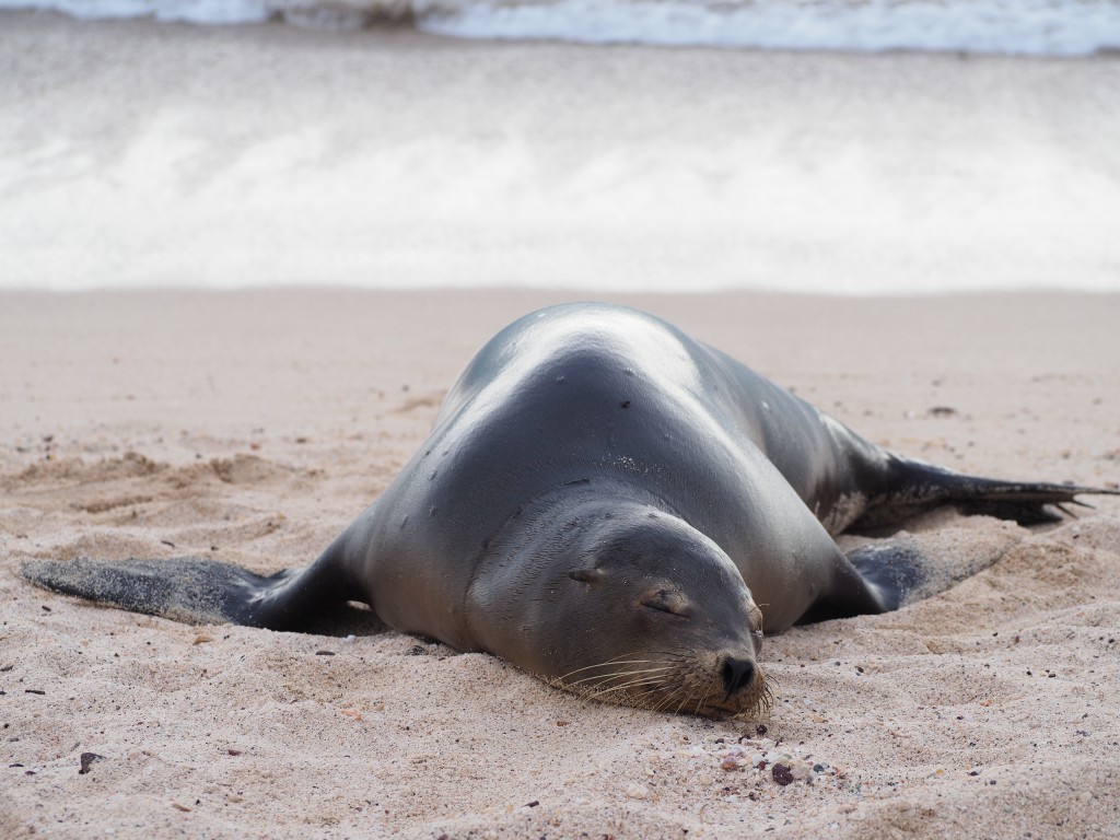 Sleepy sea lion at Playa Mann