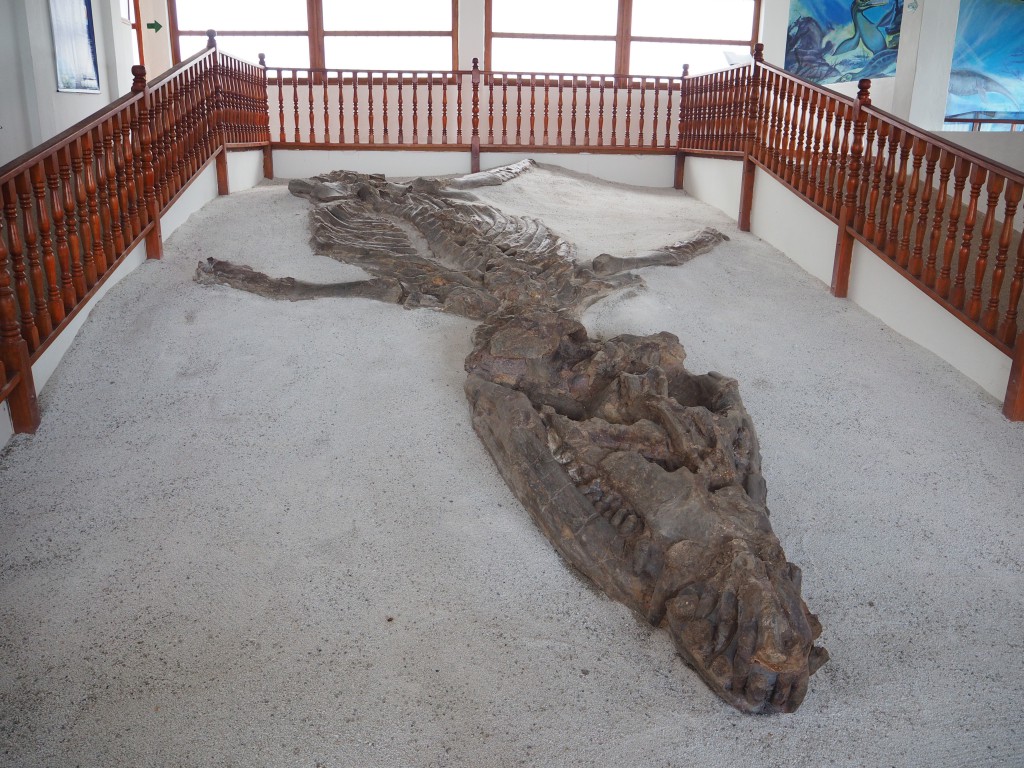 El Fosil, a museum displaying the 120 million year old baby kronosaurus fossil